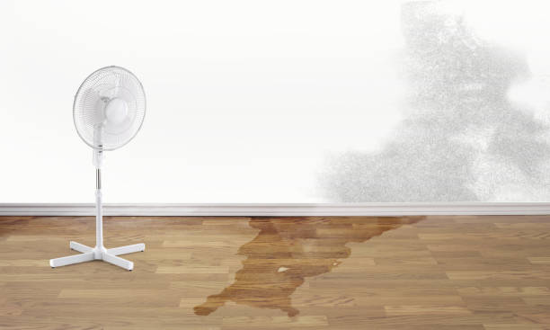 Best Flood damage cleanup  in Palisades Park, NJ
